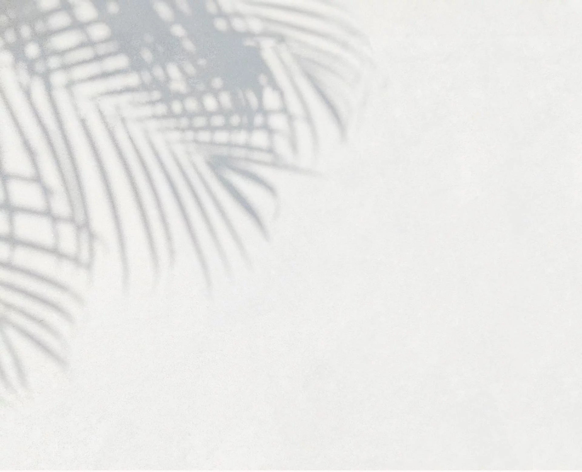 Tropical palm tree background