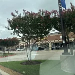 Google Places Image #6